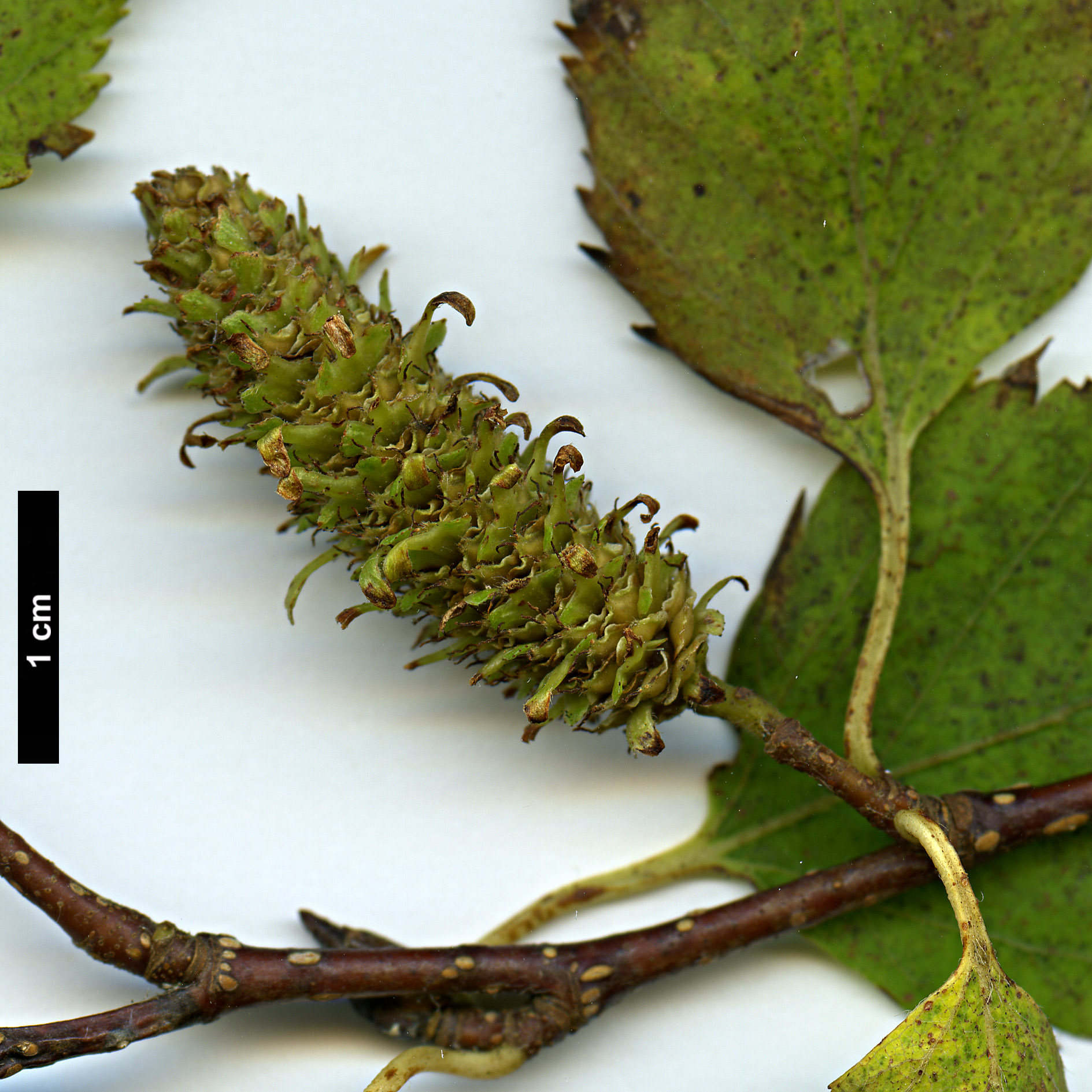 High resolution image: Family: Betulaceae - Genus: Betula - Taxon: ermanii - SpeciesSub: var. ermanii